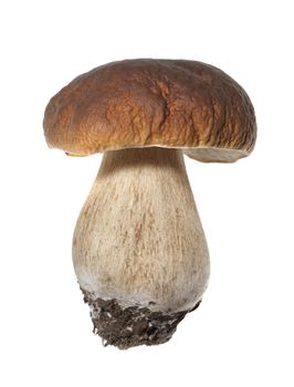 Porcini mushroom (Boletus edulis) aka bolete or penny bun isolated on white