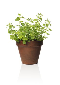 A Clay pot with oregano herb