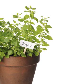 Detail of a potted oregano herb plant
