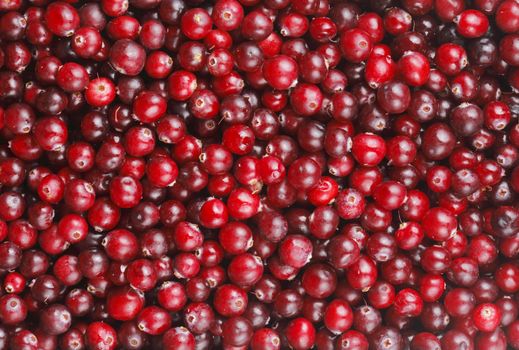 Red cranberries in a background texture