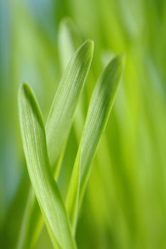 Closeup of barley seedlings. Short depth-of-field.