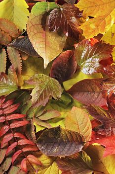 Background image of different yellow and red autumn leaves.