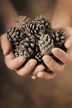 Man holding dry pine cones in his hands