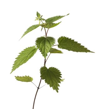 Stinging nettle or common nettle, Urtica dioica, is a herbaceous perennial flowering plant