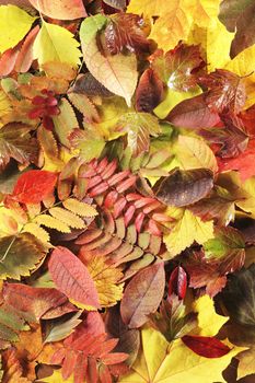 Different yellow and red autumn leaves background texture.