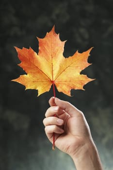 A Hand holding an orange autumn maple leaf