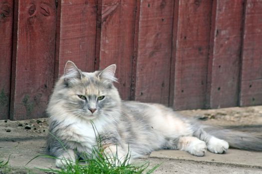 sweet tabby cat