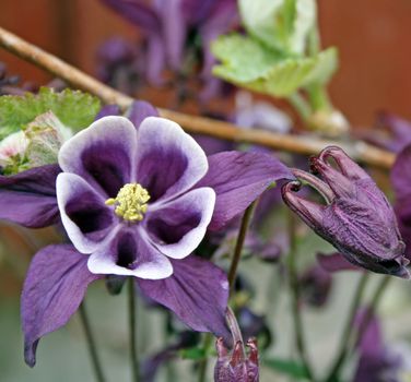 stunning aquilegia flowers