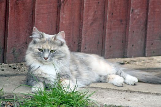 sweet tabby cat