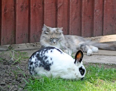 rabbit and cat in the garden together