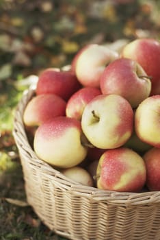 Ripe harvested apples in a wicker basket