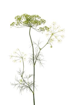 Dill herb isolated on white background