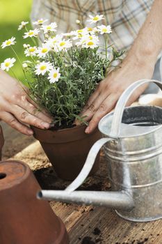 Hands putting white flowers in a pot