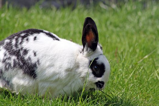 rabbit in the garden