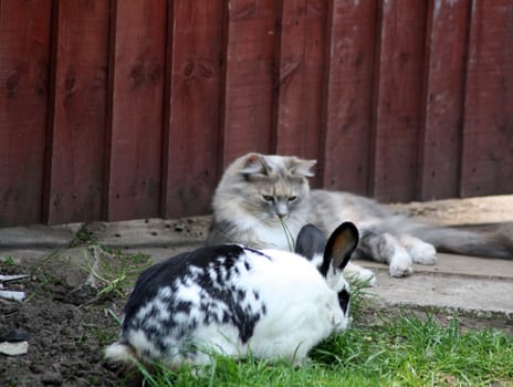 rabbit and cat in the garden together
