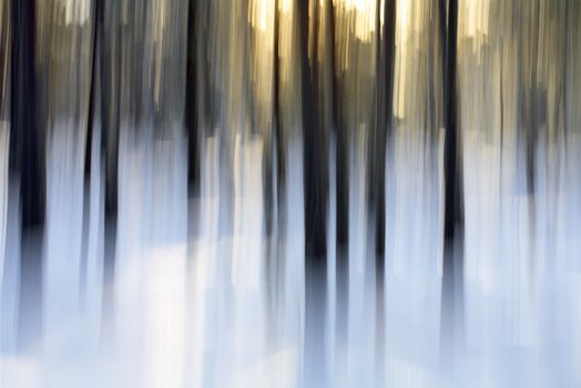 Abstract winter forest scene, intentional vertical blur done in-camera.