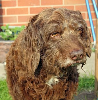 scruffy brown dog