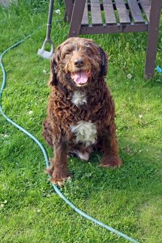 scruffy brown dog