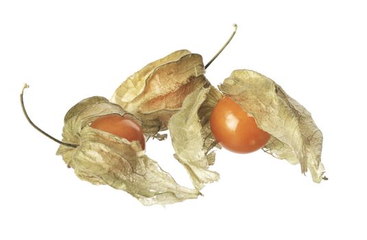 Three physalis fruit with husks isolated on white