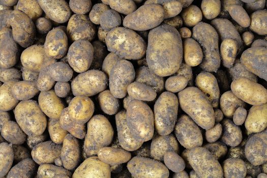 Harvested potatoes with some dirt on them