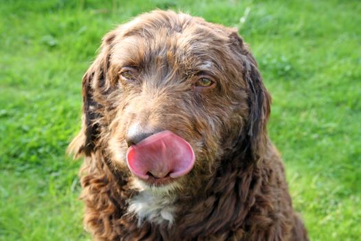 scruffy brown dog