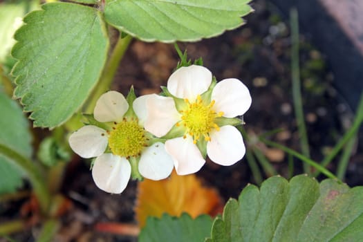 strawberry flowers