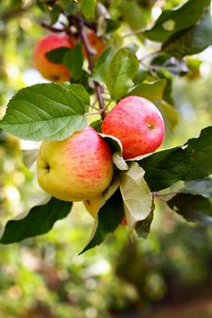 Branch of an apple tree. Short depth-of-field