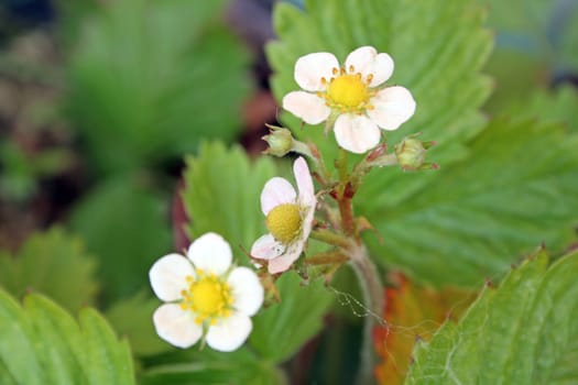 strawberry flowers