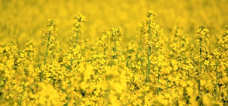 Yellow rapeseed field as panoramic background