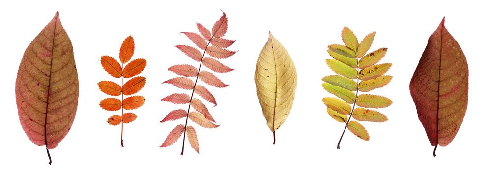 A Set of autumn leaves isolated on white