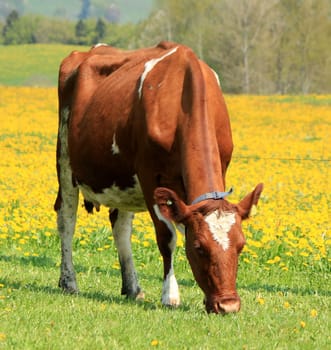 Brown and white cow eating in a field of yellow dandelion flowers by springtime