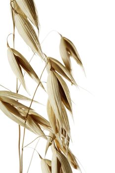 Oat plant on white background.