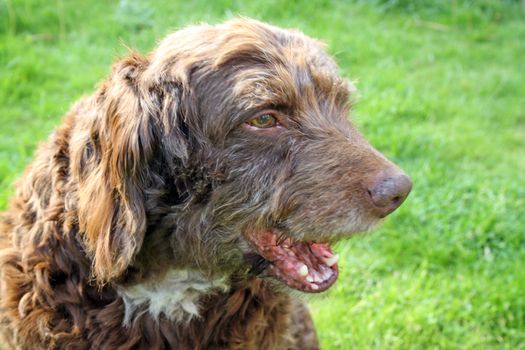 scruffy brown dog