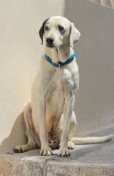 Portrait of a dalmatian dog sitting in the street