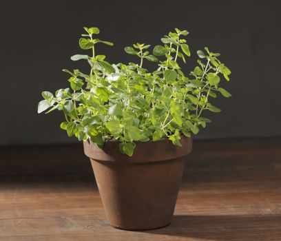 Potted Oregano herbal plant on wooden table.