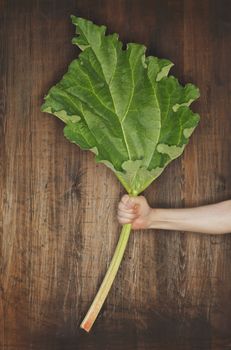 Man holding a rhubarb leaf in his hand