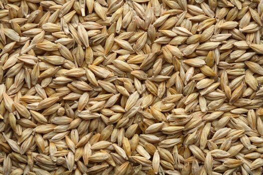 Barley seeds directly from the field