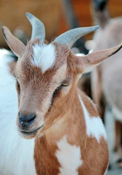 Portrait of a brown and white goat at the farm
