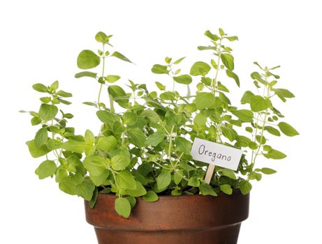 Potted Oregano herb with a sign