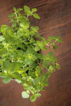 Oregano plant on brown wooden background