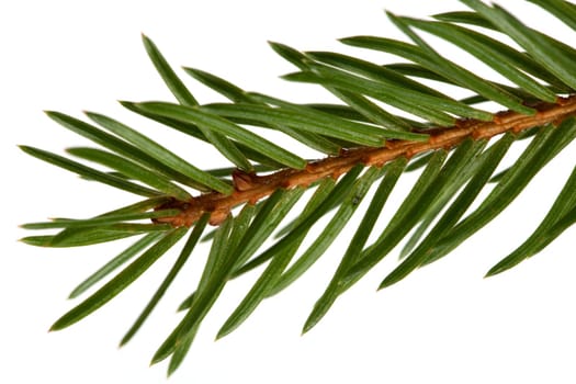 Detail of a spruce tree