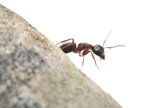 A Curious ant on a small rock. Very short depth-of-field