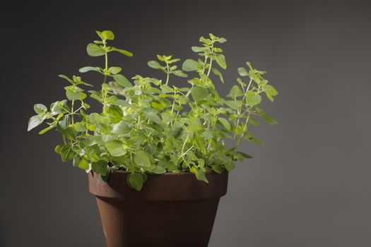 Oregano herb plant in clay pot.