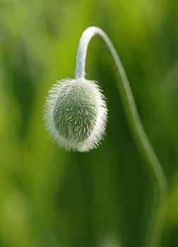 Bud of a poppy flower