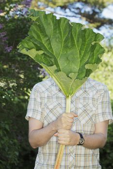 Man hiding behind a rhubarb leaf.