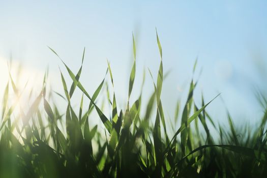 Barley seedlings growing on a field in closeup