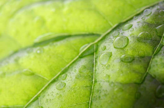 Droplets on a leaf