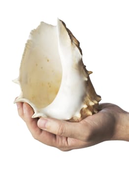 A Hand holding a large seashell over white background