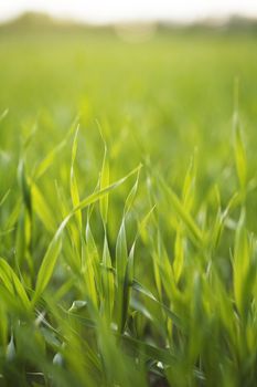 Barley seedlings growing on a field.