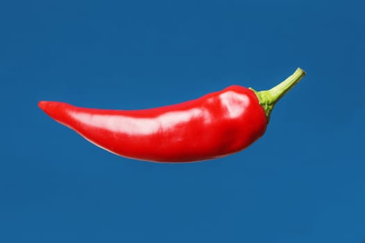 Red hot chili pepper on blue 